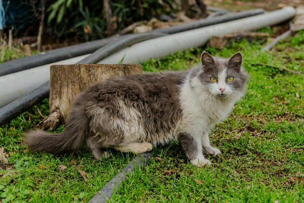 Producteur de spiruline : l'artisanat au cœur des cévennes